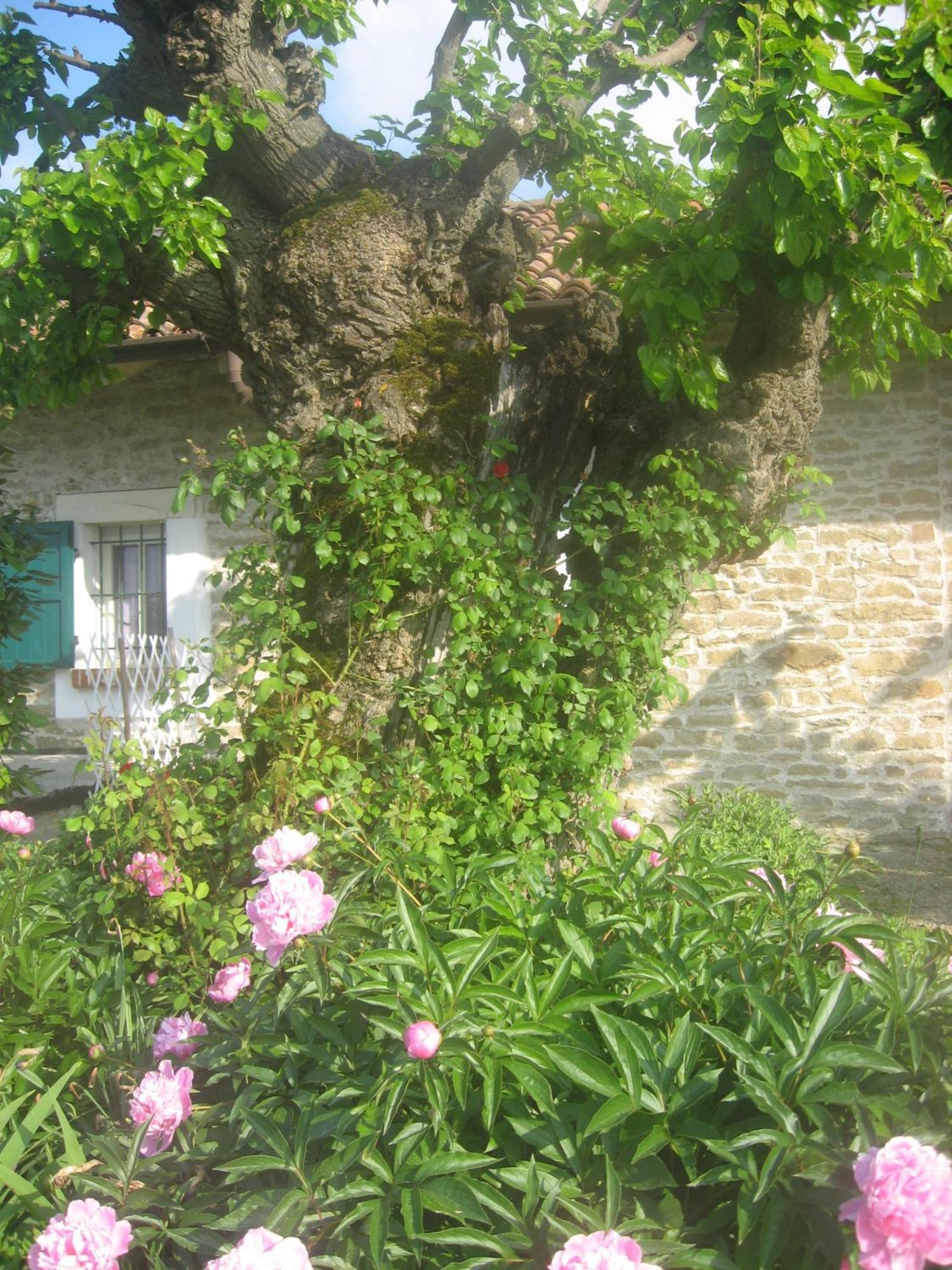 Agriturismo Cascina Serra Cossano Belbo Exteriör bild